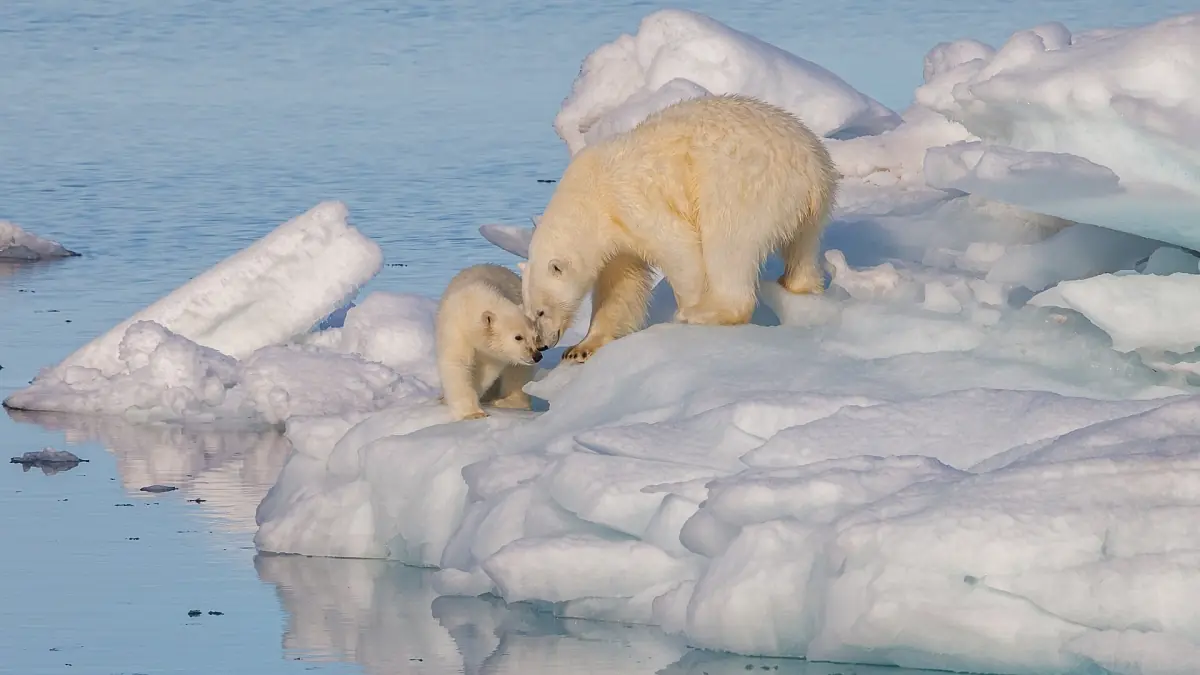 A polar bear and her cub on sea ice in Svalbard