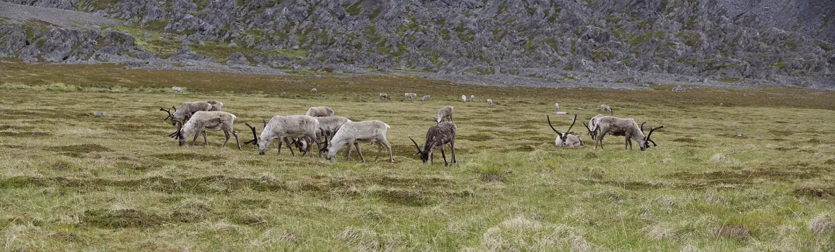 A herd of reindeer near Hamningberg in Finnmark